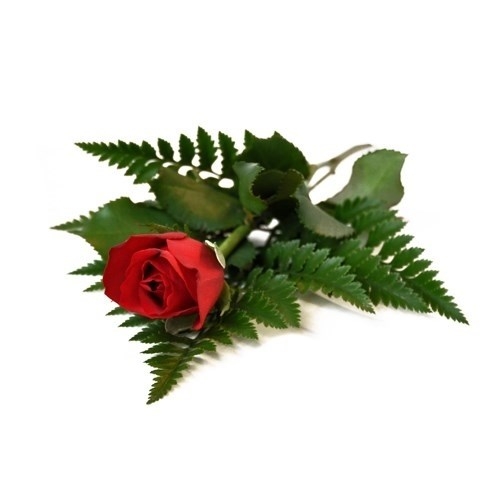 Rød rose og grønt